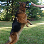 Red and Black Long-haired Female German Shepherd European 19 Months Old