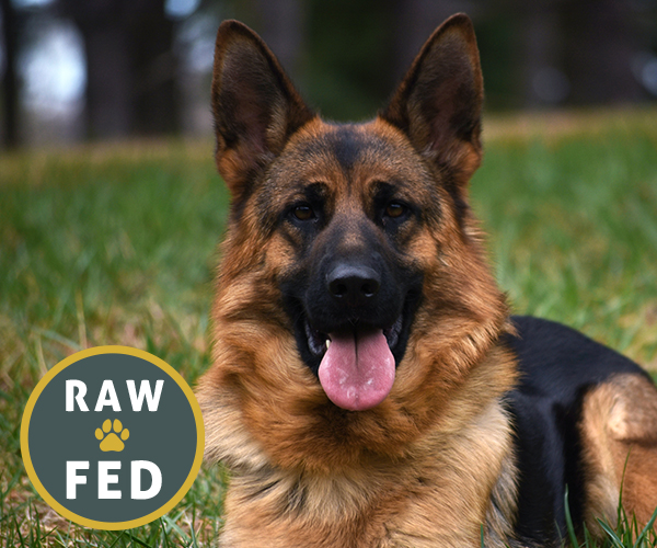 all black european showline german shepherd west vom hazak