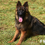 sable long coat red and black german shepherd puppies for sale near me