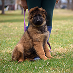 sable long coat red and black german shepherd puppies for sale near me