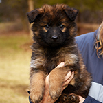 sable long coat red and black german shepherd puppies for sale near me