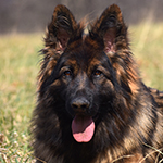 sable long coat red and black german shepherd puppies for sale near me