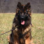 sable long coat red and black german shepherd puppies for sale near me