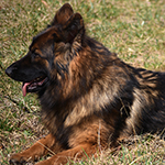 sable long coat red and black german shepherd puppies for sale near me