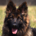 sable long coat red and black german shepherd puppies for sale near me