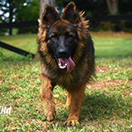 sable long coat red and black german shepherd puppies for sale near me