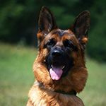 red and black german shepherd puppies for sale near me