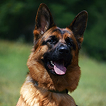 red and black german shepherd puppies for sale near me