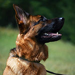red and black german shepherd puppies for sale near me