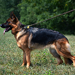 red and black german shepherd puppies for sale near me