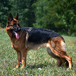 red and black german shepherd puppies for sale near me