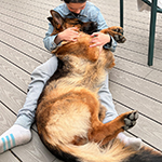 red and black german shepherd puppies for sale near me