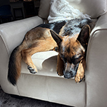 red and black german shepherd puppies for sale near me