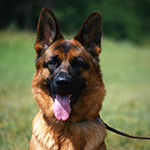 red and black german shepherd puppies for sale near me