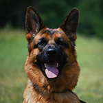 red and black german shepherd puppies for sale near me