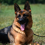red and black german shepherd puppies for sale near me