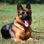 red and black german shepherd puppies for sale near me