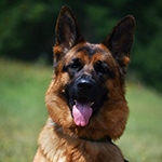 red and black german shepherd puppies for sale near me