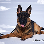 red and black german shepherd puppies for sale near me