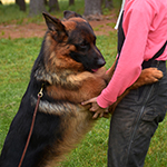 Pacha loves to give hugs