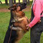 Pacha loves to give hugs