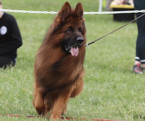 Red and black female german shepherd european showline puppies for sale