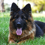 red and black german shepherd puppies for sale near me