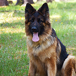 red and black german shepherd puppies for sale near me