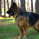 red and black german shepherd puppies for sale near me
