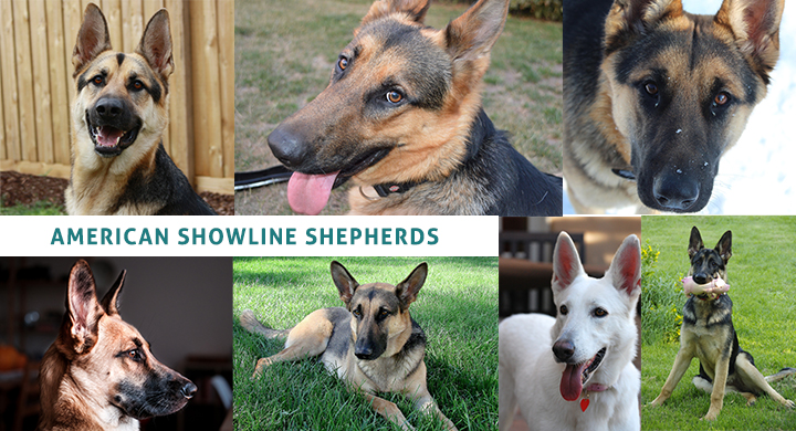 american AKC showline german shepherd examples