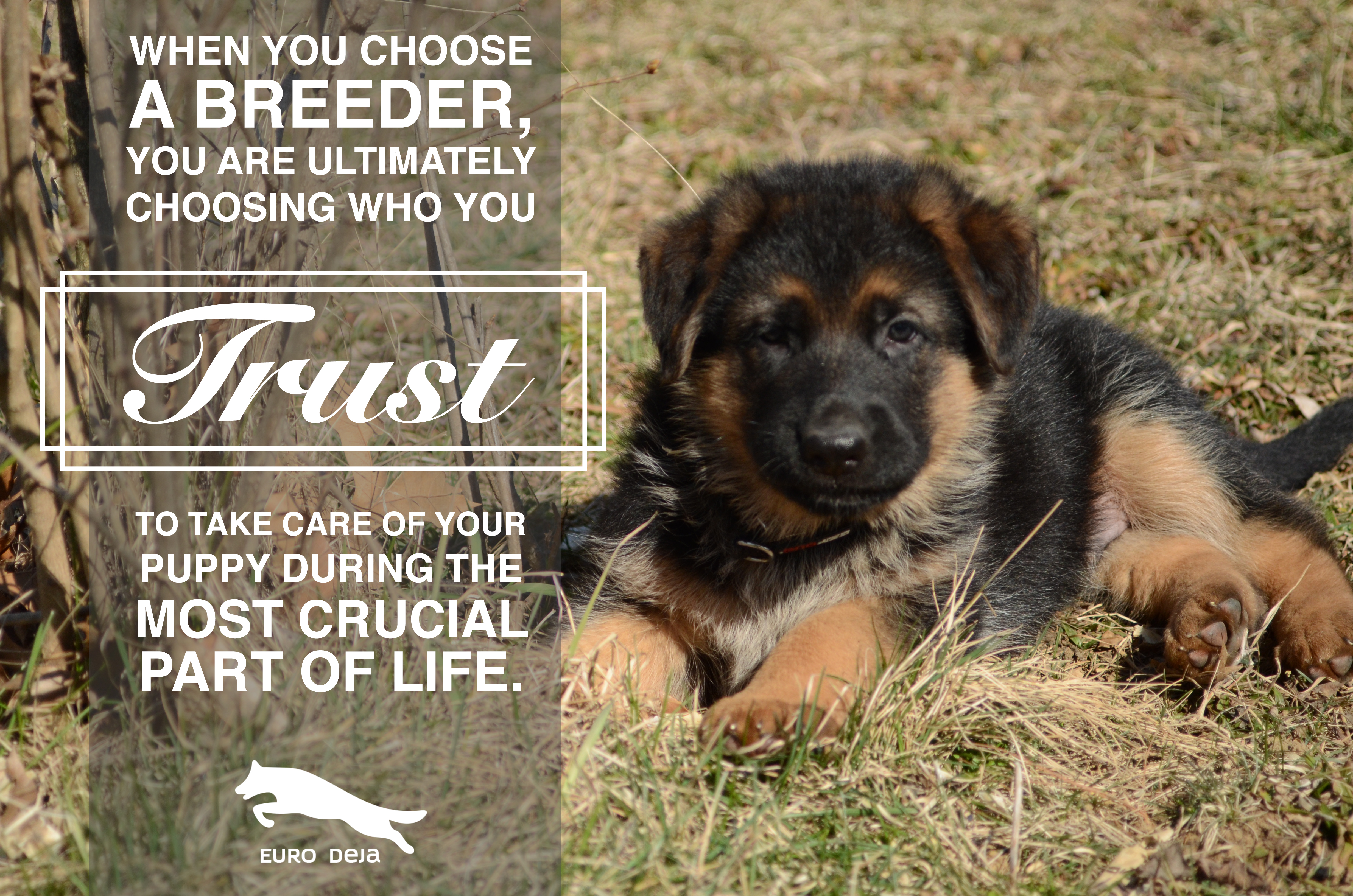 choosing a german shepherd breeder