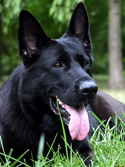 Long Coat All Black German Shepherd Puppy for Sale