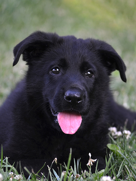 Black German Shepherd Puppy for Sale