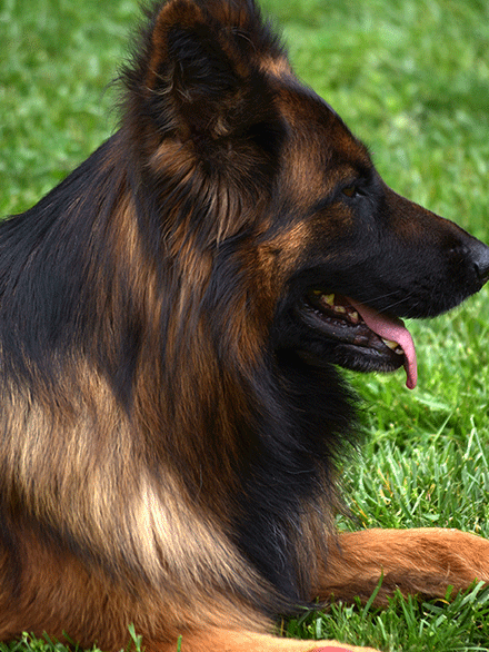 Long Coat Red And Black German Shepherd Female