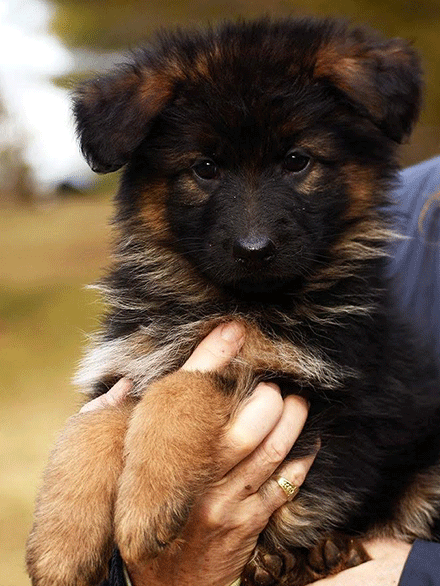 Long Coat Red And Black German Shepherd Puppy for Sale