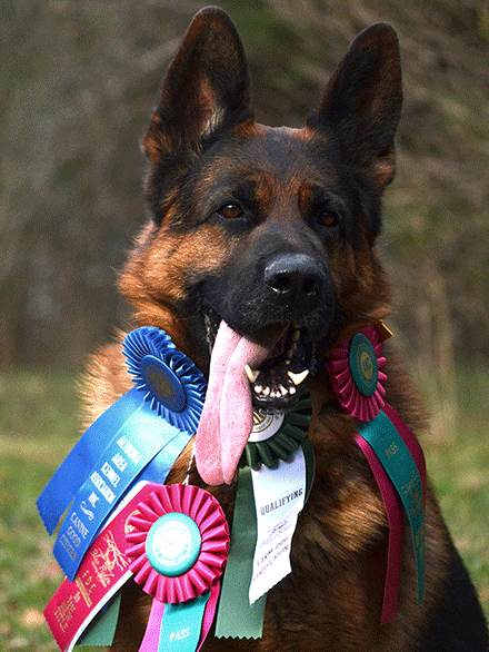 Short Plush Stock Coat Red And Black German Shepherd Female Puppy for Sale