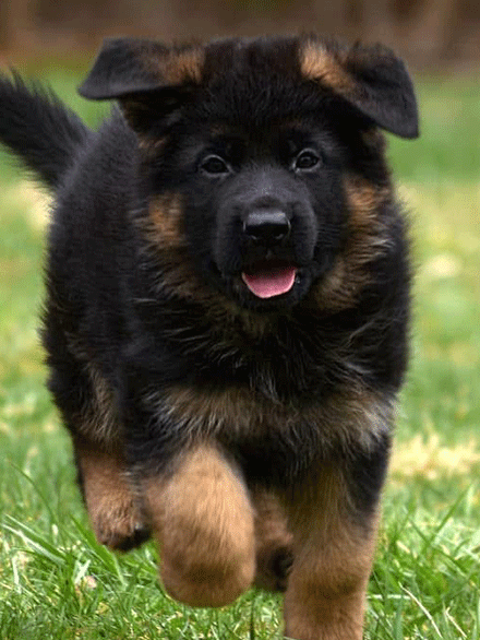 Short Plush Stock Coat Red And Black German Shepherd Male Puppy for Sale