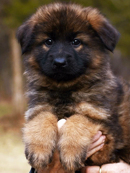 Red And Black Sable Long Coat German Shepherd Male Puppy for Sale