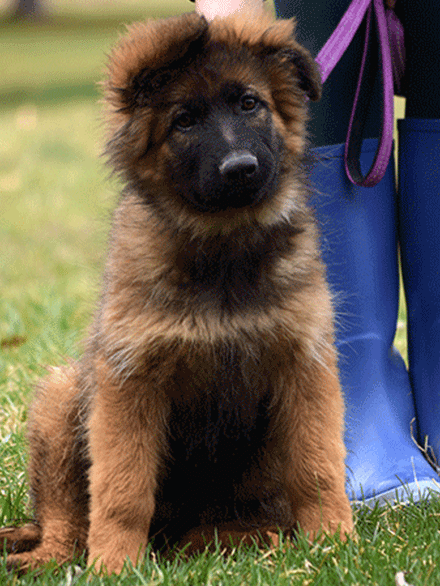 Red And Black Sable Long Coat German Shepherd Female Puppy for Sale