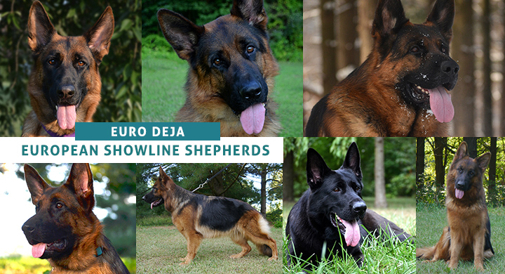 west european showline german shepherd examples