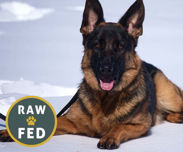 Red and black female german shepherd european showline puppies for sale