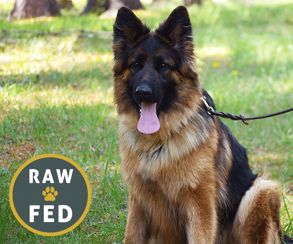 Red and black long coat female german shepherd european showline puppies for sale