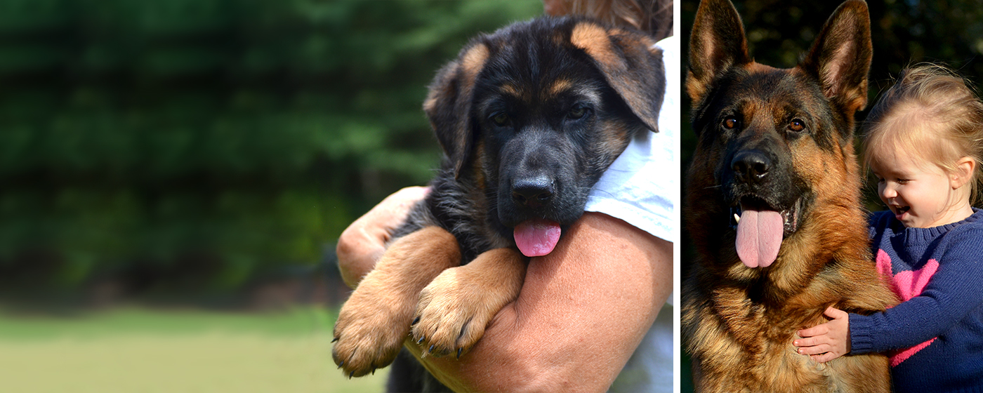 socialized german shepherd puppies
