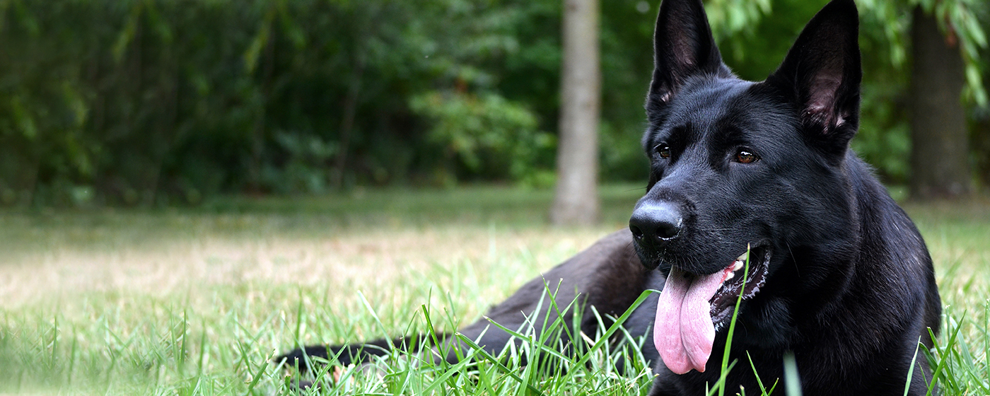 hip elbow dysplasia degenerative myelopathy DM genetic health german shepherd guarantee